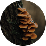 Mushroom Magic Image 2 1