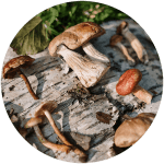 Mushroom Magic Image 3 1